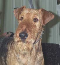 airdale terrier
