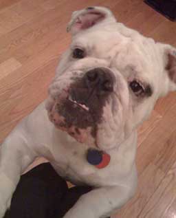 Georgia the bulldog